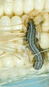 armyworm