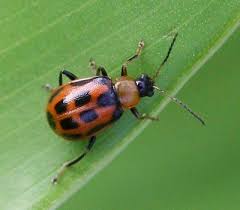 bean leaf beetle