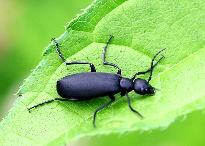 blister beetle