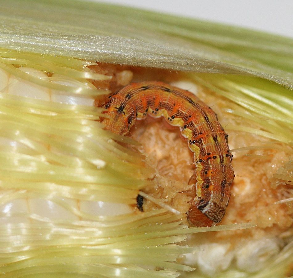 corn earworm