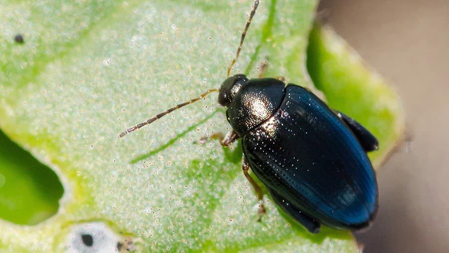 flea beetle