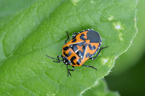 harlequin bug