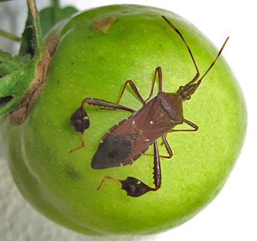 leaffooted bug