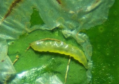 leafminer