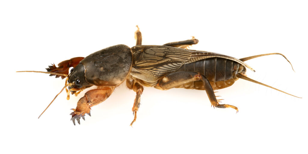 mole cricket