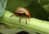 IPM: The Most Effective Weapon For Fighting Crop Pests potato beetle IPM Integrated Pest Management