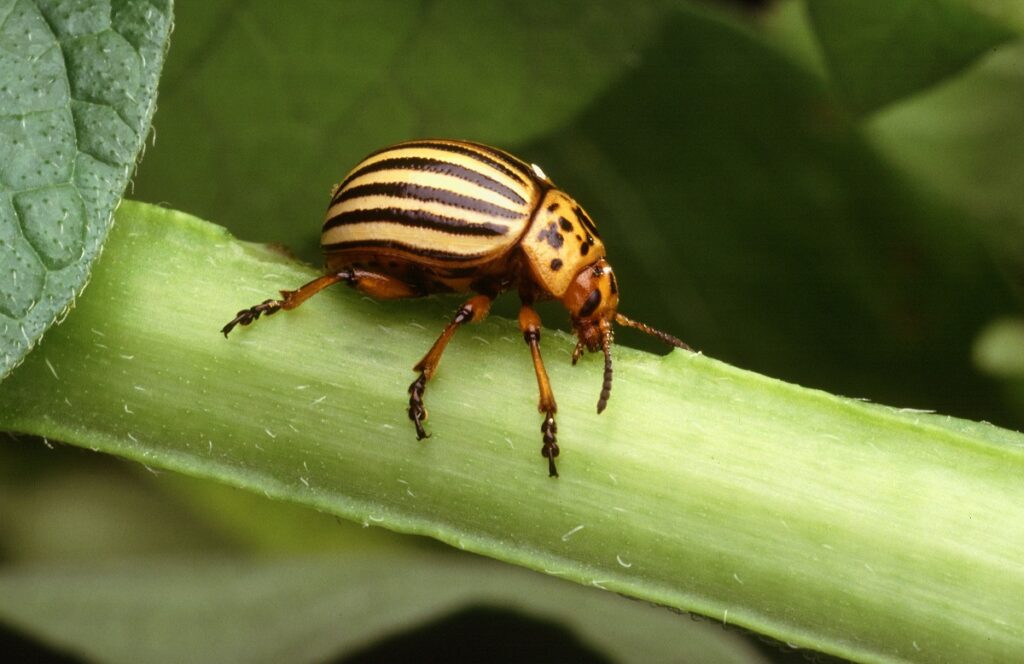 potato beetle