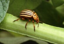 IPM: The Most Effective Weapon For Fighting Crop Pests potato beetle IPM Integrated Pest Management