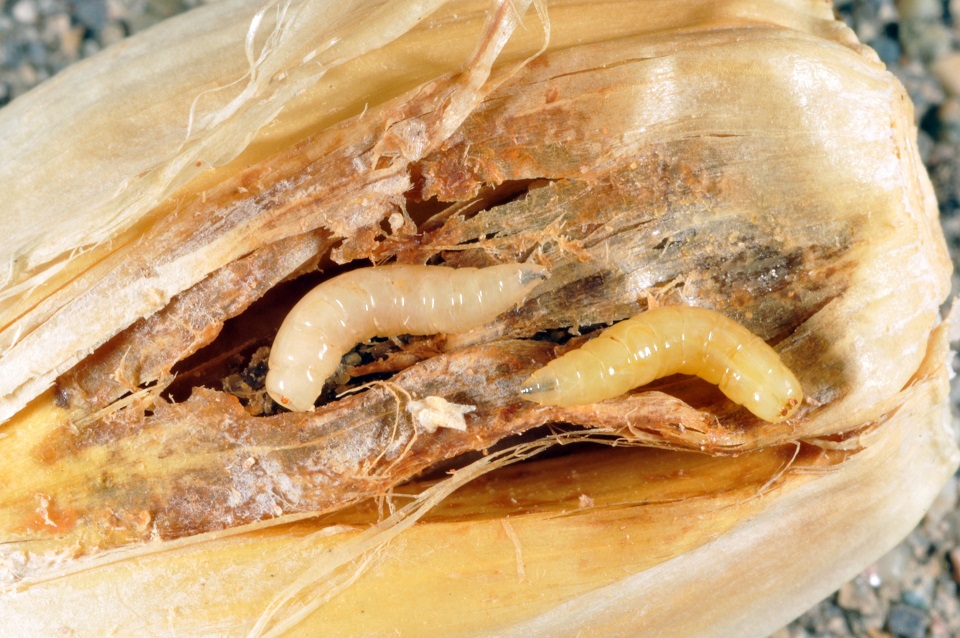 seedcorn root Maggots