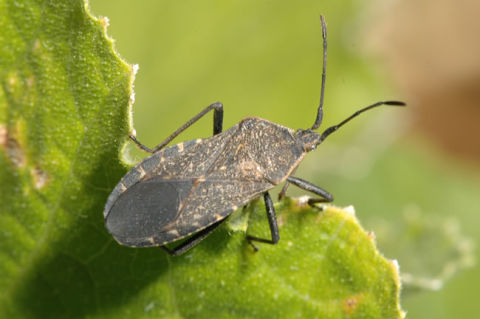 squash bugs