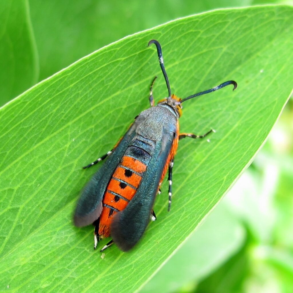 squash vine borer