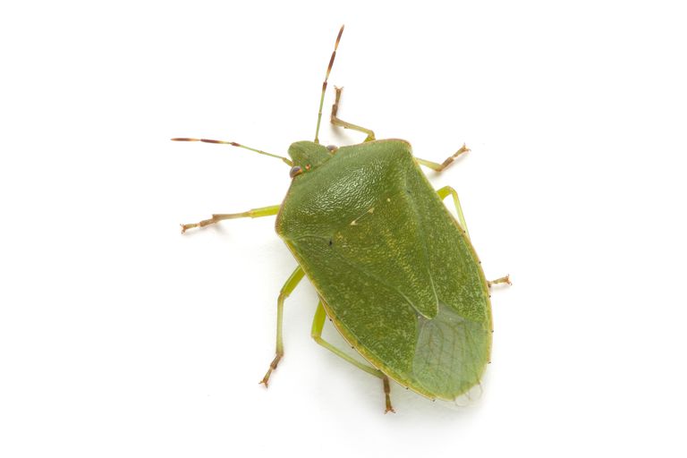 stink bug