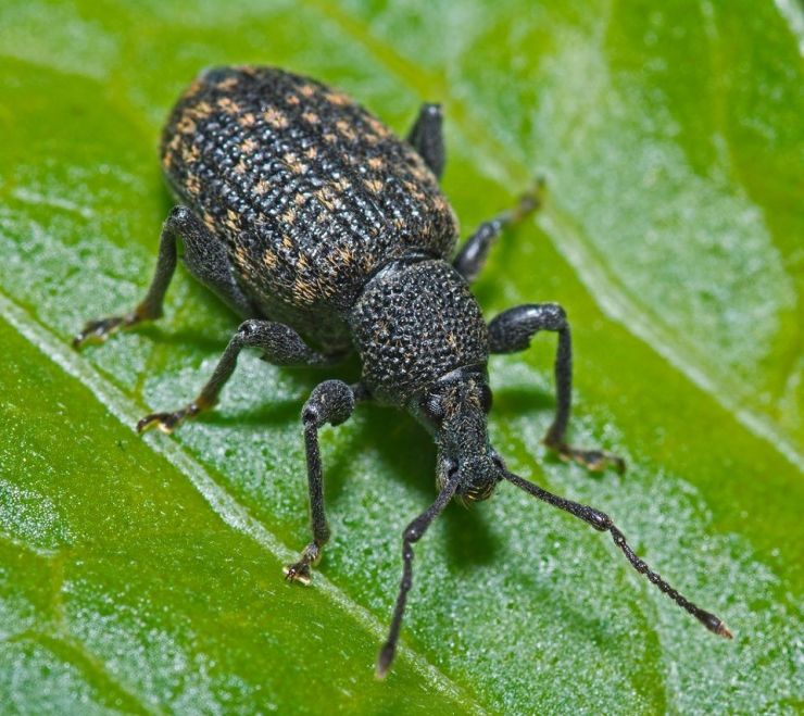 vegetable weevil