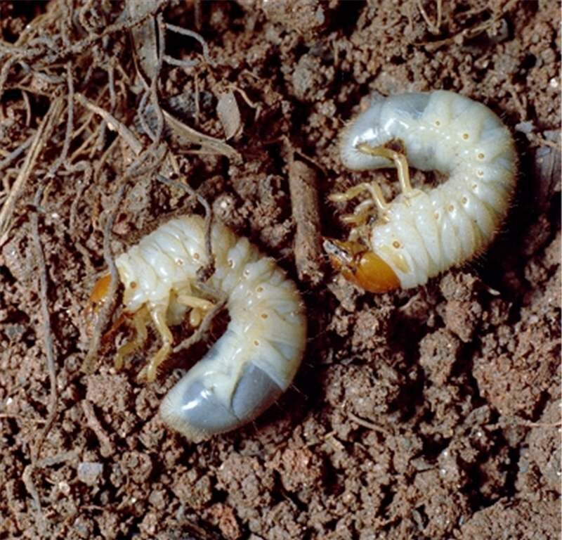 white grubs