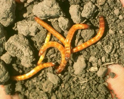 wireworms