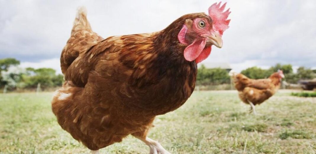 Cannibalism In Poultry How To Easily Prevent Your Birds From Eating Themselves And Egg Pecking 