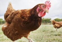 cannibalism in poultry