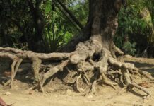 soil erosion cocoa farm