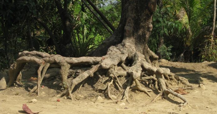 soil erosion cocoa farm