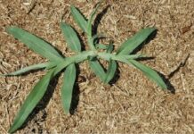 5 Proven Sustainable Ways for Controlling Weeds in Organic Farming Controlling Weeds in Organic Farming