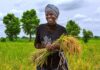 African Countries Commit to Accelerate Actions Towards Food Security FAO Food Security