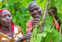Smallholder Farmers in Northern Ghana to Benefit from Certified Seeds smallholder farmers certified seeds