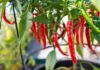 Chilli Pepper Production: How to Achieve An Impressive 130% ROI From 1ha chilli pepper production