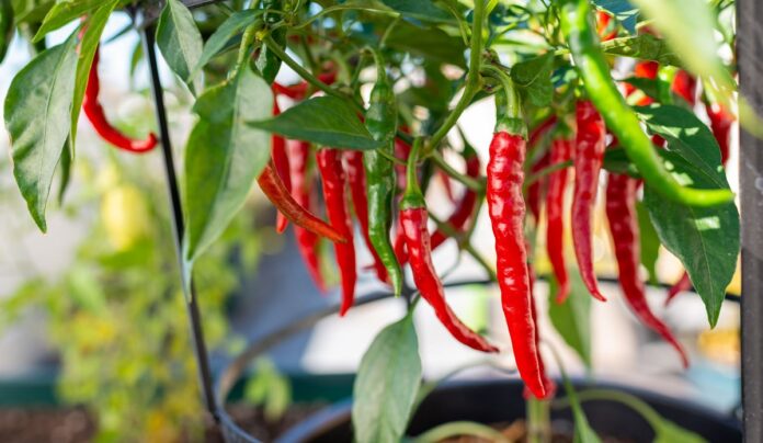 chilli pepper production