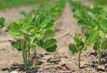 Adequate Water For Crops