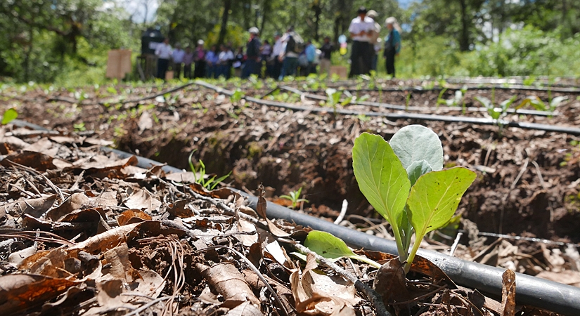 Adequate Water For Crops