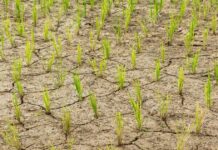 Conservation Agriculture CA Principles | Nobowa Learn