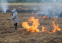 How to Do Land Preparation Under the Sustainable No-till Agriculture Continuous Slashing Burning and Ploughing ed 1 | Nobowa Learn