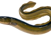 Commercial Fish Types