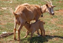 Know the Correct Gestation Periods of Livestock for Better Management Gestation Periods livestock Farm Animals