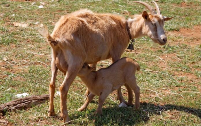 Gestation Periods livestock Farm Animals