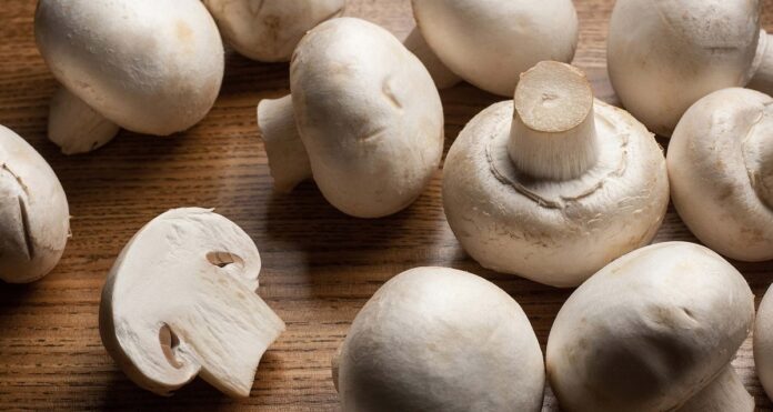 mushroom HEALTH benefits