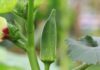 Good Okra Production: A Comprehensive Farmer’s Guide Okra production