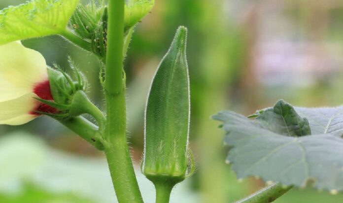 Okra production