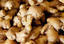 1 hectare ginger cultivation; cost and benefits