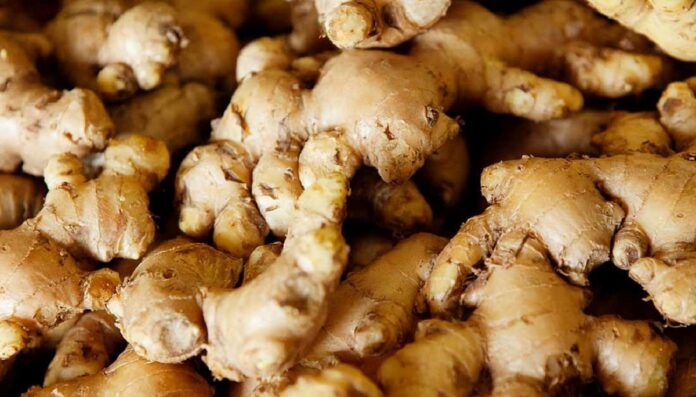 1 hectare ginger cultivation; cost and benefits