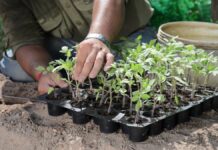 Transplant Vegetable Seedlings | Nobowa Learn