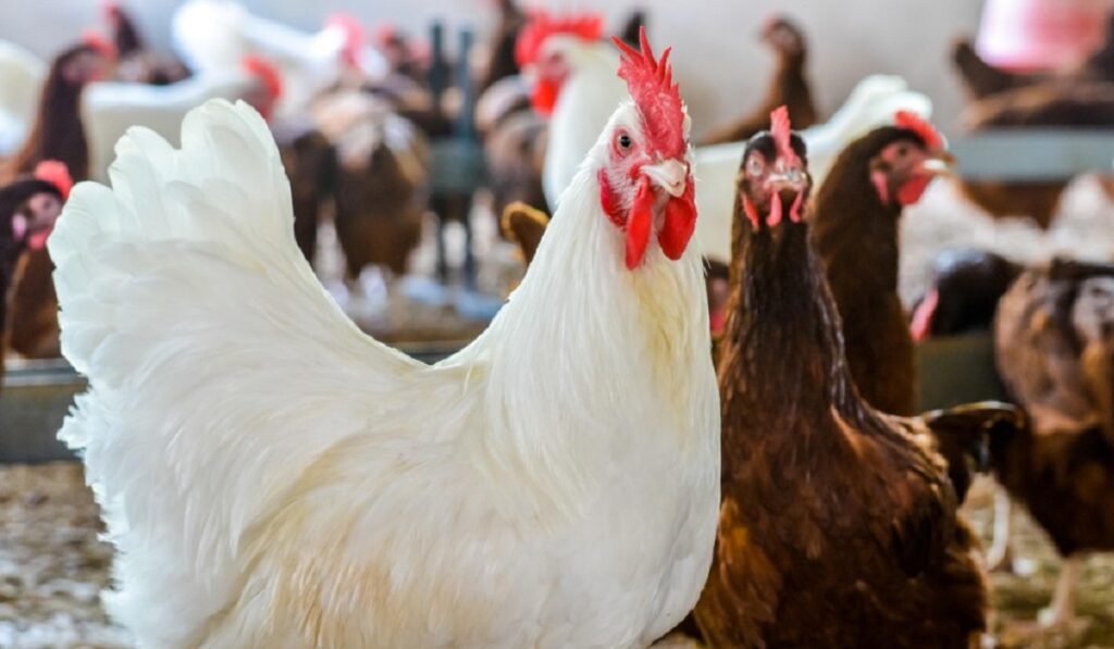 3-types-of-poultry-knowing-the-best-for-your-startup-nobowa