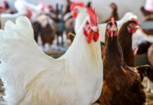 Types of Poultry