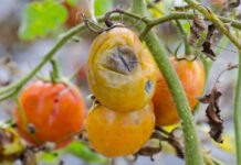 Why do Vegetable Farms Fail and What are the Best Possible Solutions? Why Do Vegetable Farms Fail