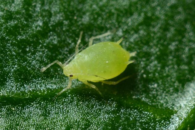 aphids