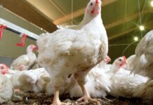 Good Broiler Production; A Comprehensive Guide Broiler production