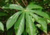 6 Major Cassava Diseases: Effective Ways of Prevention and Control to Ensure Higher Yield cassava diseases prevention