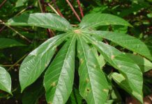 6 Major Cassava Diseases: Effective Ways of Prevention and Control to Ensure Higher Yield cassava diseases prevention