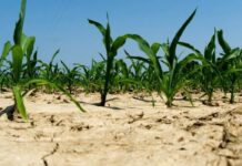 Climate Change in Africa: 5 Critical Indicators and Their Impact on Lives climate change in africa