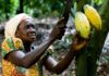 Overview on Cocoa Production in Africa: Key Facts and Figures cocoa production in Africa